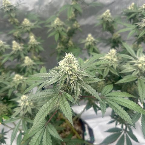 BB growlog timeline photo