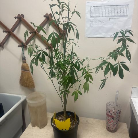 PY growlog timeline photo