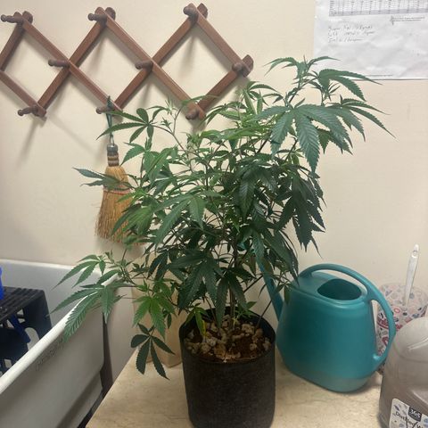 JD2 growlog timeline photo