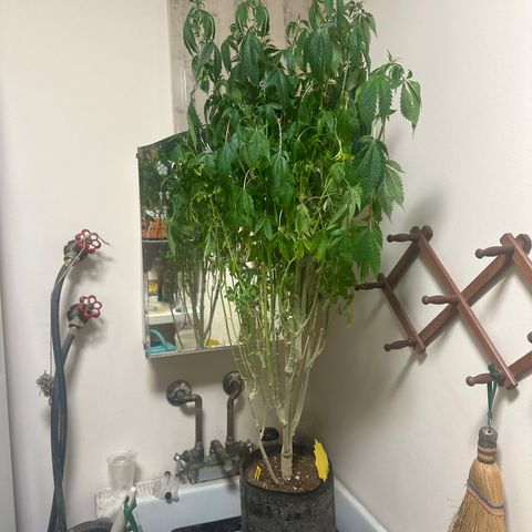 TJ #5 growlog timeline photo