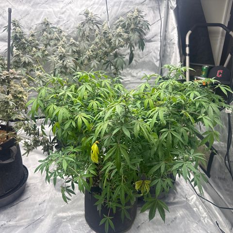 RMB2 growlog timeline photo