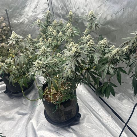 BB growlog timeline photo