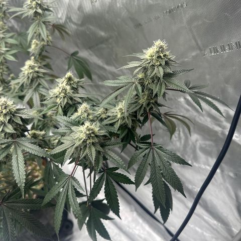 BB growlog timeline photo