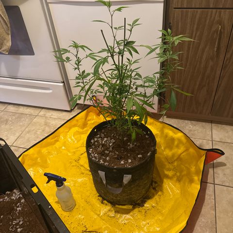PY growlog timeline photo