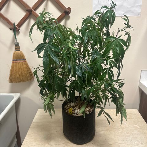 JD2 growlog timeline photo