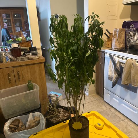 TJ #5 growlog timeline photo