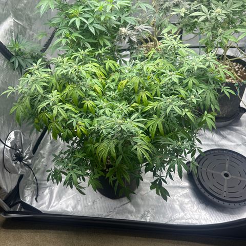 RMB2 growlog timeline photo