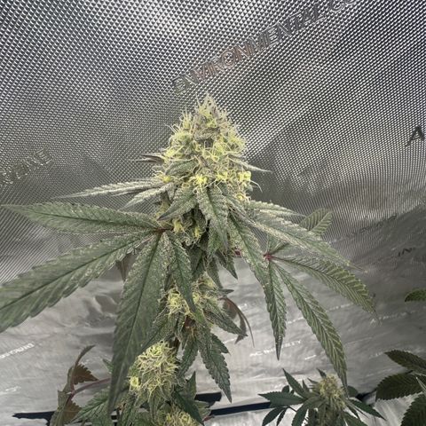 BB growlog timeline photo
