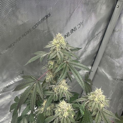 BB growlog timeline photo