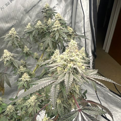 BB growlog timeline photo