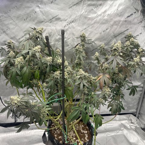 BB growlog timeline photo