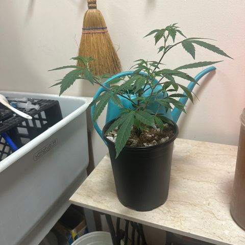 BCF growlog timeline photo