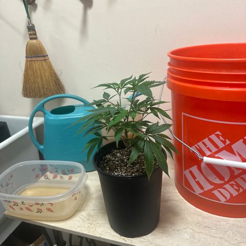 SR growlog timeline photo