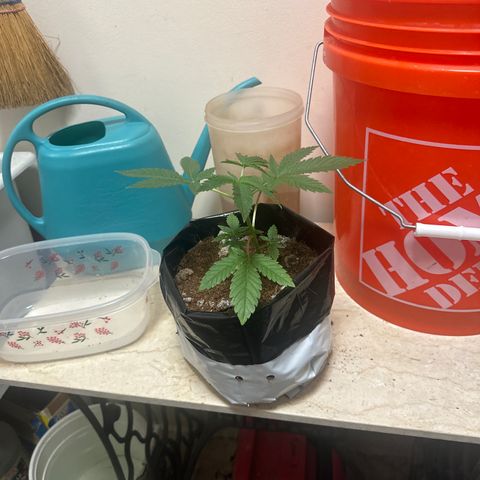 GC3 growlog timeline photo