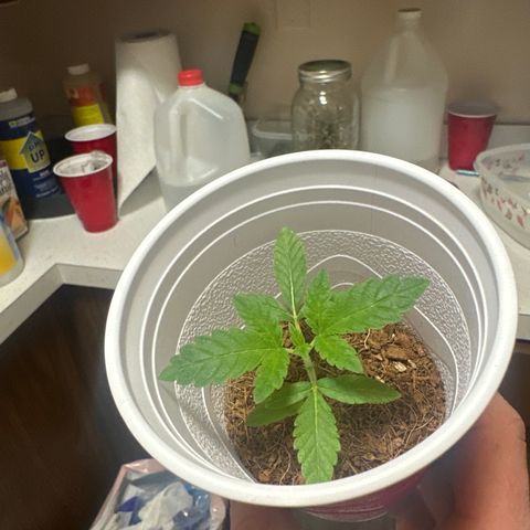 GSxGC growlog timeline photo