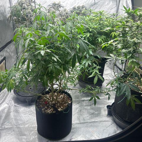 HR2 growlog timeline photo