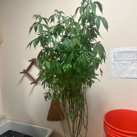 TJ #5 growlog timeline photo
