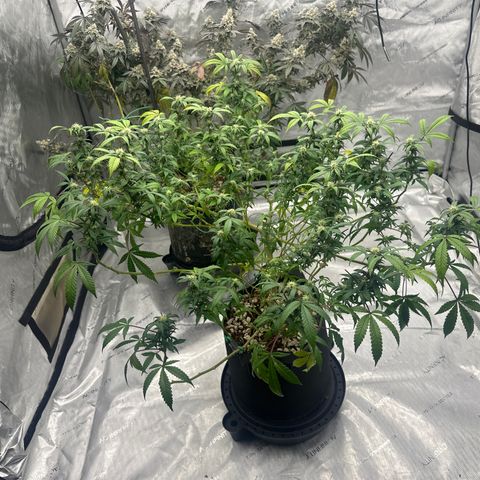 RMB2 growlog timeline photo