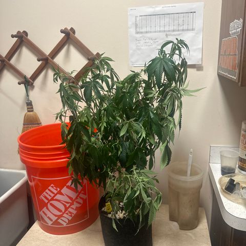 JD2 growlog timeline photo
