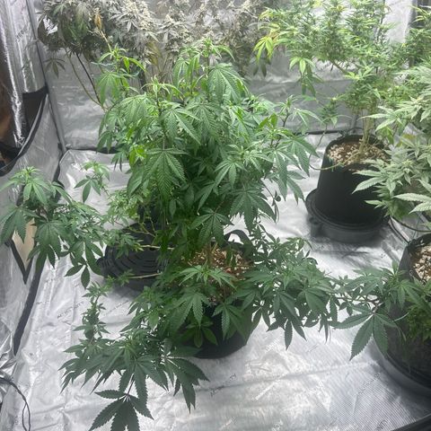 HR2 growlog timeline photo