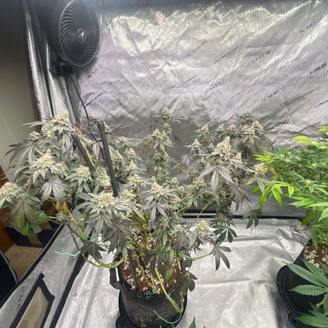 BB growlog timeline photo