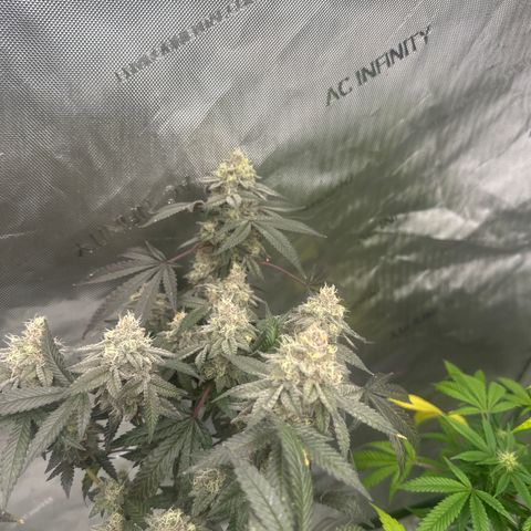 BB growlog timeline photo