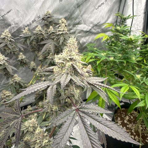 BB growlog timeline photo