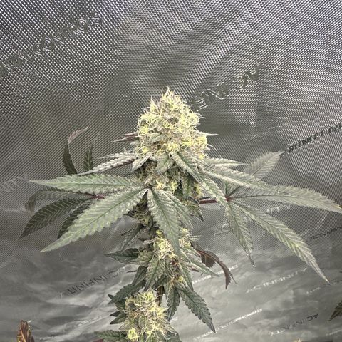 BB growlog timeline photo