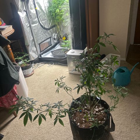 PY growlog timeline photo