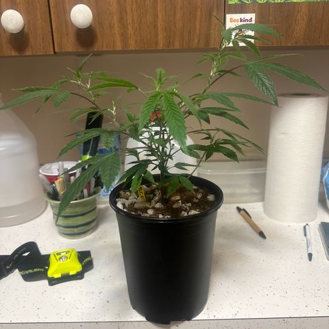 BCF growlog timeline photo