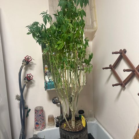 TJ #5 growlog timeline photo