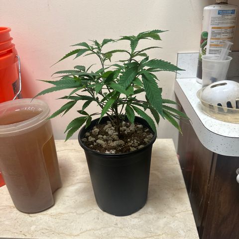 SR growlog timeline photo