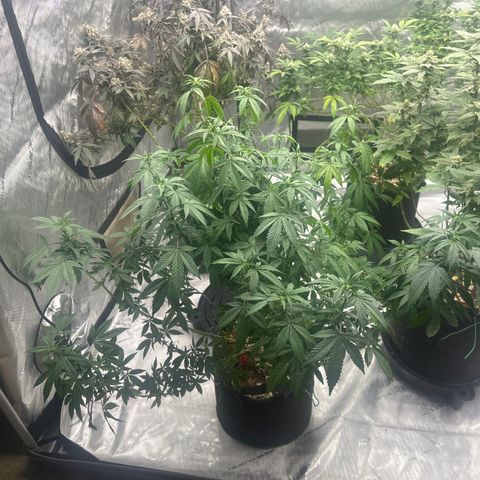 HR2 growlog timeline photo