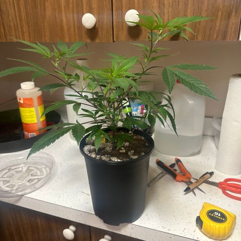 BCF growlog timeline photo