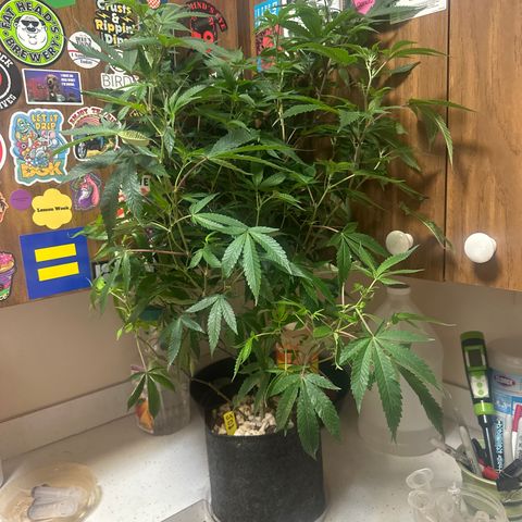 JD2 growlog timeline photo