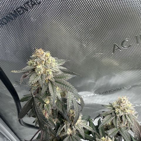 BB growlog timeline photo