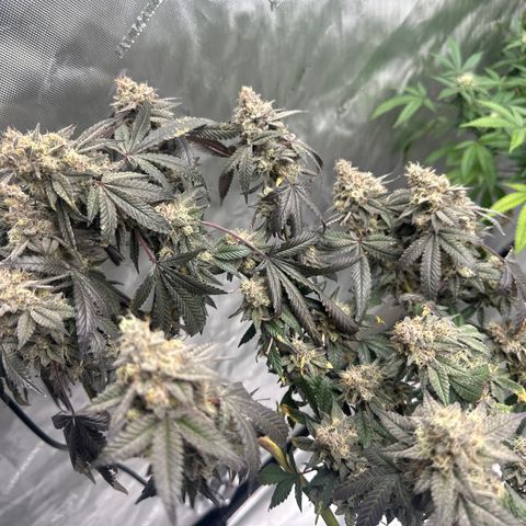 BB growlog timeline photo