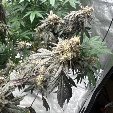 BB growlog timeline photo