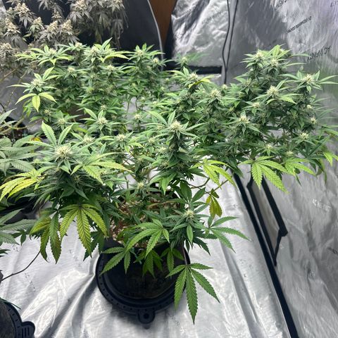 RMB2 growlog timeline photo