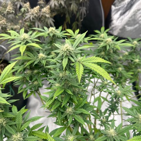 RMB2 growlog timeline photo