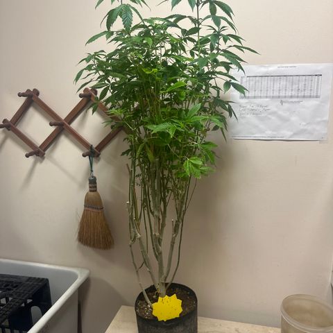 TJ #5 growlog timeline photo