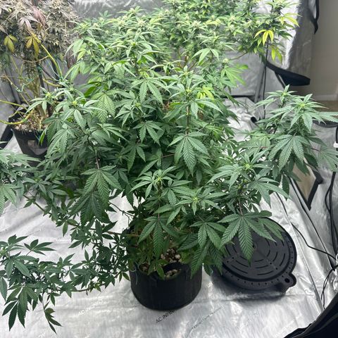 HR2 growlog timeline photo