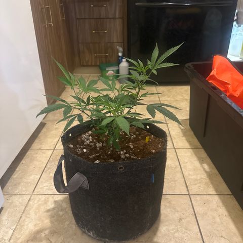 BCF growlog timeline photo