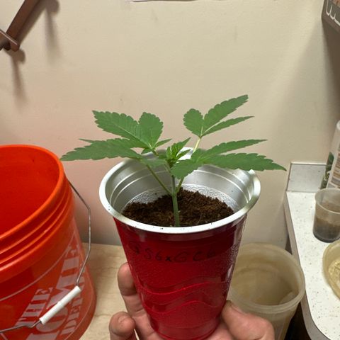 GSxGC growlog timeline photo