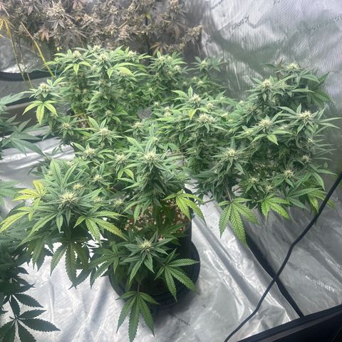 RMB2 growlog timeline photo