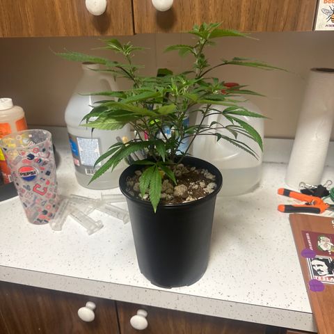 SR growlog timeline photo