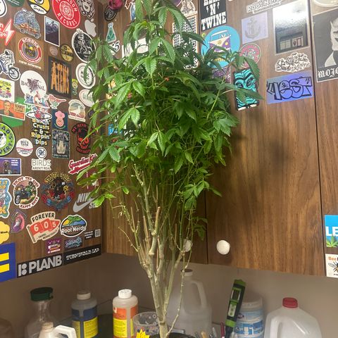 TJ #5 growlog timeline photo