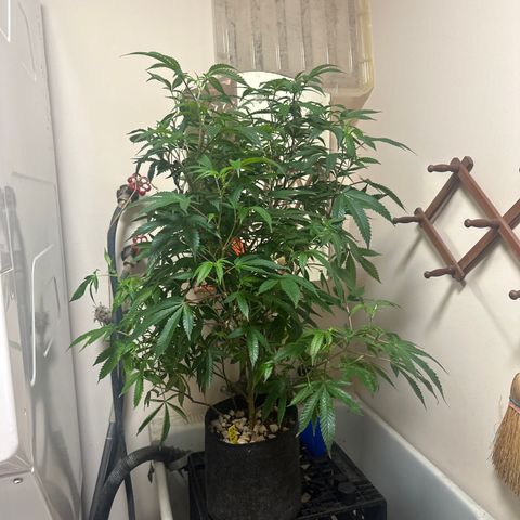 JD2 growlog timeline photo