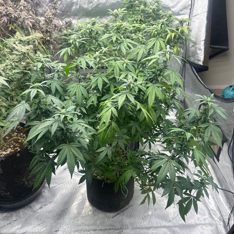 HR2 growlog timeline photo