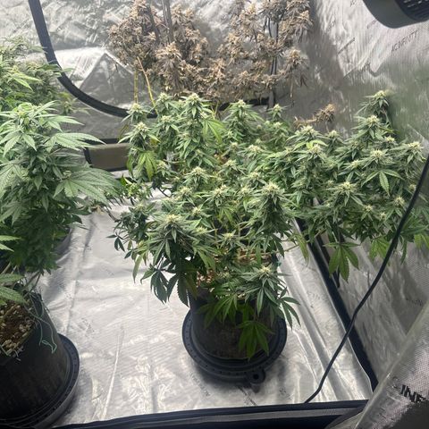 RMB2 growlog timeline photo